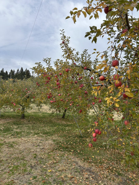 りんご狩り